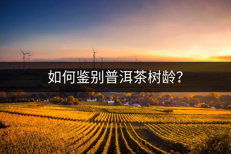 如何鑒別普洱茶樹齡？