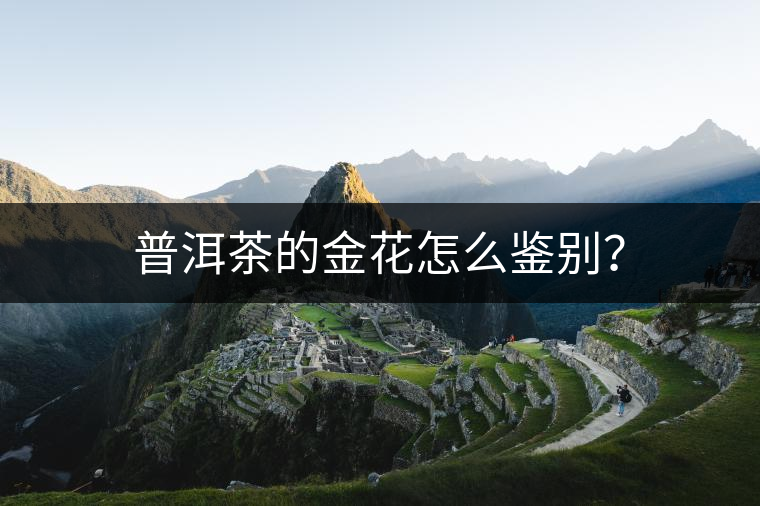普洱茶的金花怎么鑒別？