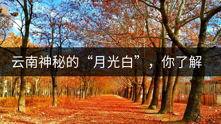 云南神秘的“月光白”，你了解多少？