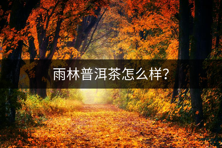 雨林普洱茶怎么樣？