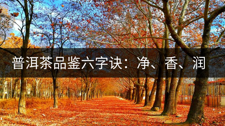 普洱茶品鑒六字訣：凈、香、潤、厚、甘、甜，帶你體驗(yàn)普洱的魅力