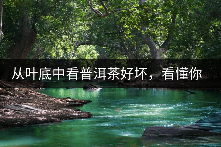 從葉底中看普洱茶好壞，看懂你就是真正的茶界高手！