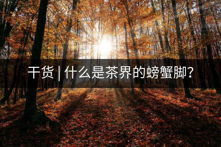 干貨 | 什么是茶界的螃蟹腳？