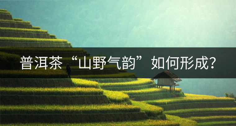 普洱茶“山野氣韻”如何形成？