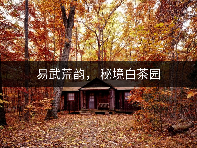 易武荒韻， 秘境白茶園
