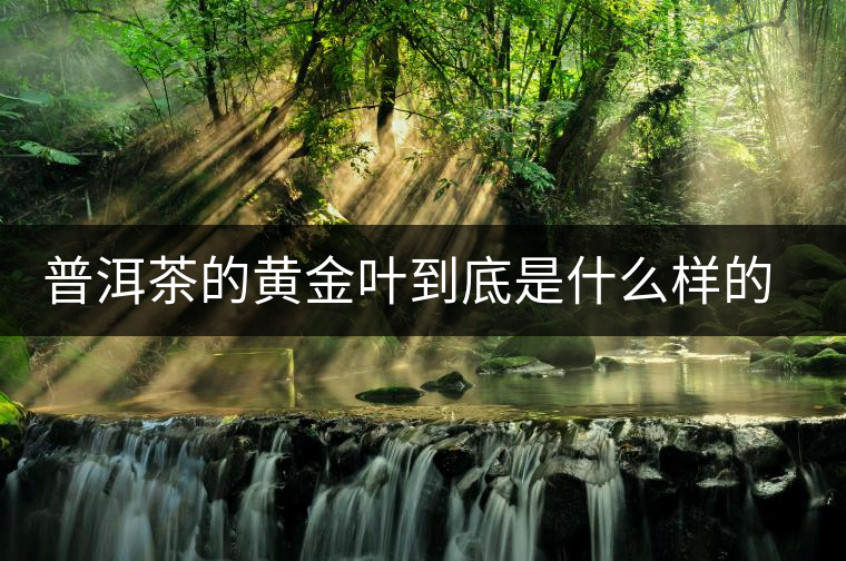 普洱茶的黃金葉到底是什么樣的存在？