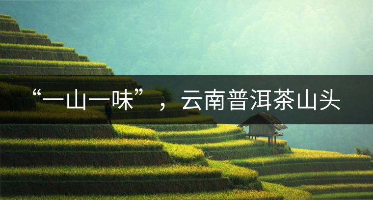 “一山一味”，云南普洱茶山頭茶的真實(shí)意義！
