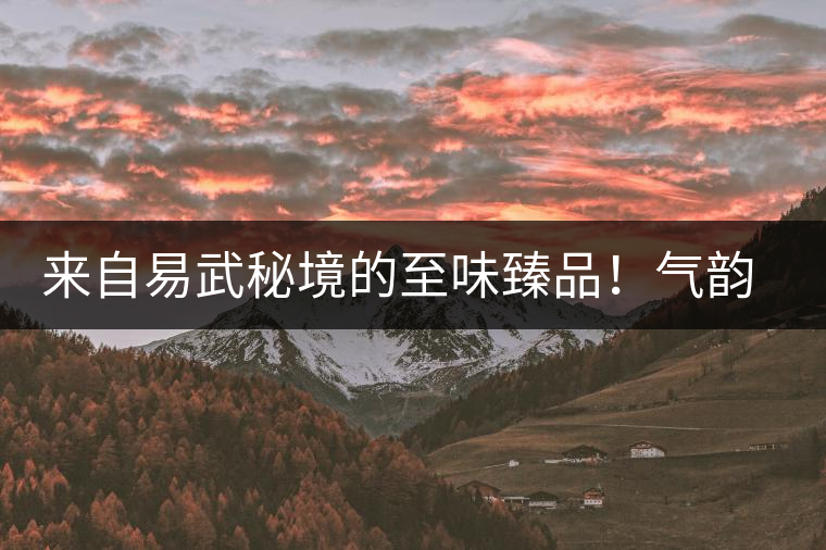 來自易武秘境的至味臻品！氣韻強勁，余韻深邃，一口喚醒你的味蕾~