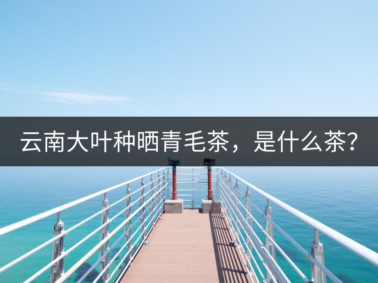 云南大葉種曬青毛茶，是什么茶？