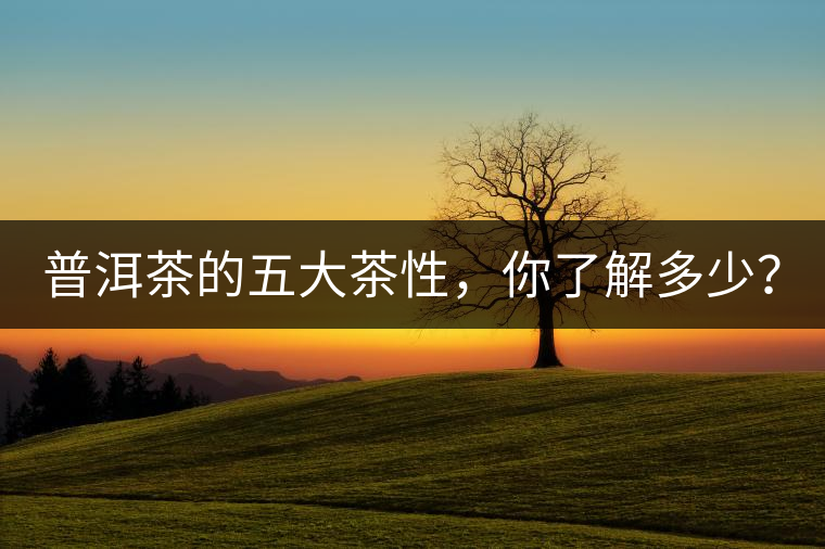 普洱茶的五大茶性，你了解多少？