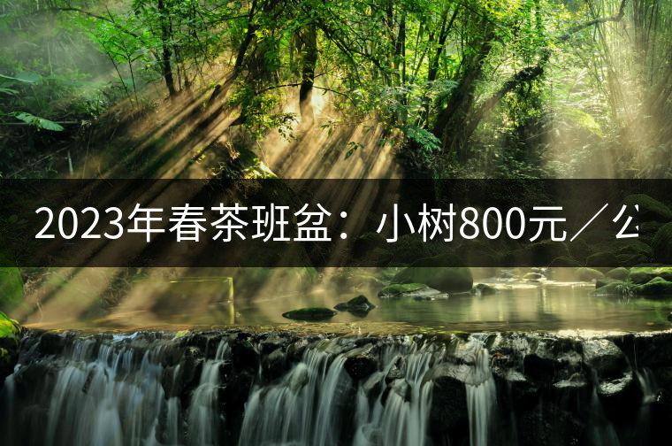 2023年春茶班盆：小樹800元／公斤，古樹1600-2200元／公斤