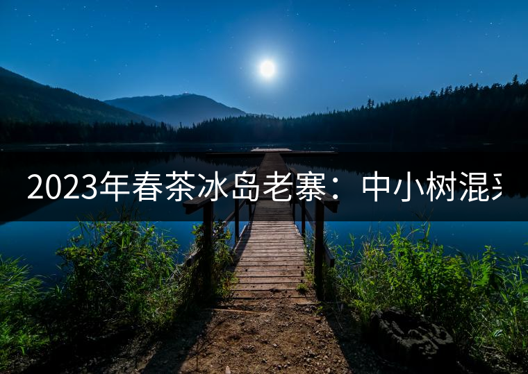 2023年春茶冰島老寨：中小樹(shù)混采2500-3000元／公斤，大樹(shù)：7000-8000元／公斤，古樹(shù)混采：28000-36000元／公斤