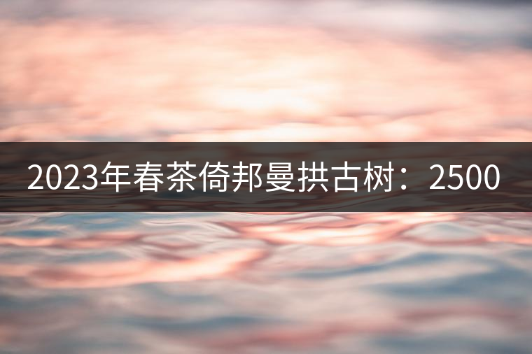2023年春茶倚邦曼拱古樹(shù)：2500-3000元／公斤，貓耳朵6000元／公斤