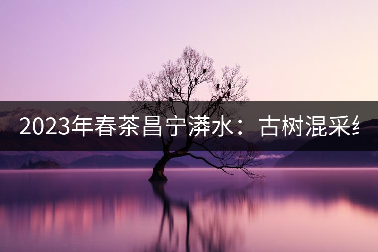 2023年春茶昌寧漭水：古樹混采純料480-600元／公斤，大樹360-420元／公斤，臺地260-300元／公斤，古樹單株均價880-1200元／公斤。