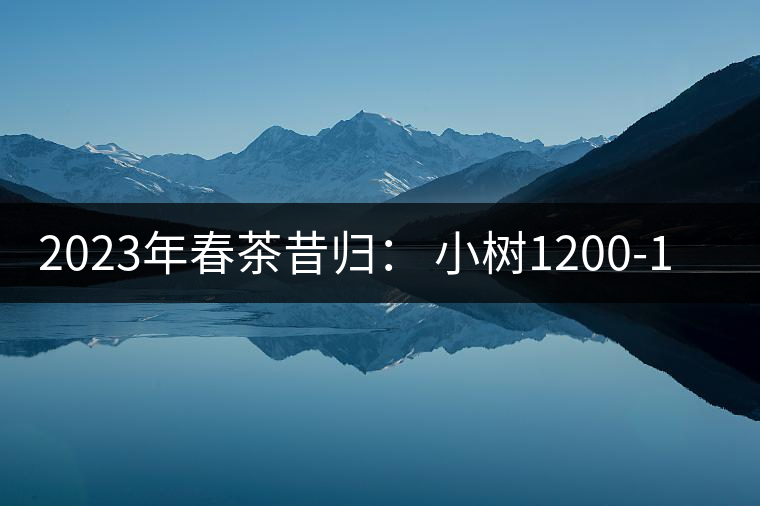 2023年春茶昔歸： 小樹(shù)1200-1600元／公斤，大樹(shù)4500-5200元／公斤，古樹(shù)7500-9000元／公斤.