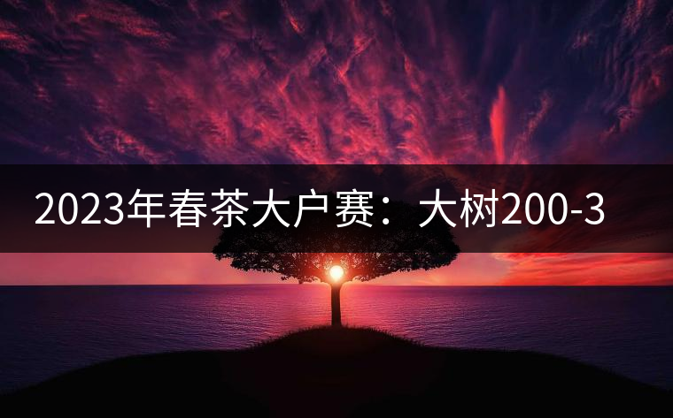 2023年春茶大戶賽：大樹200-300元／公斤，古樹800-1000元／公斤