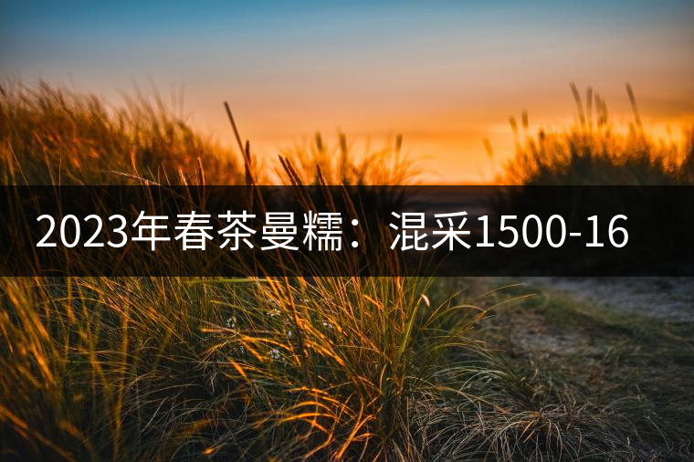 2023年春茶曼糯：混采1500-1600元／公斤，挑采2000-2400元／公斤