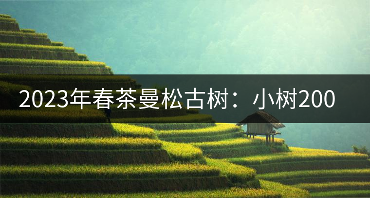 2023年春茶曼松古樹：小樹2000元／公斤，古樹：40000元／公斤