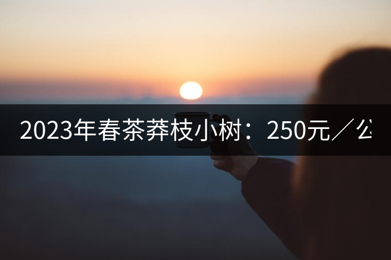 2023年春茶莽枝小樹：250元／公斤， 古樹：1000-1200元／公斤