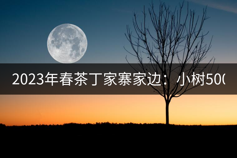 2023年春茶丁家寨家邊：小樹500元／公斤，古樹1500-1600元／公斤