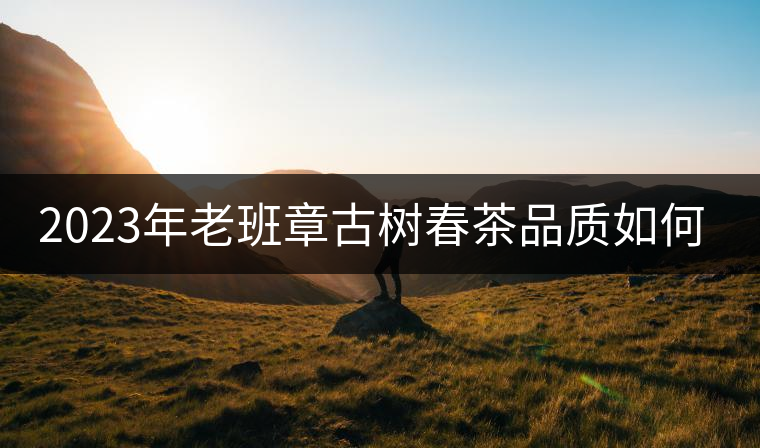 2023年老班章古樹春茶品質(zhì)如何？