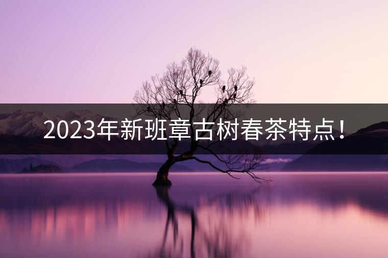2023年新班章古樹(shù)春茶特點(diǎn)！