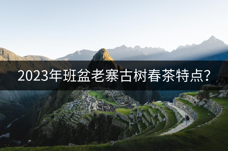 2023年班盆老寨古樹春茶特點(diǎn)？