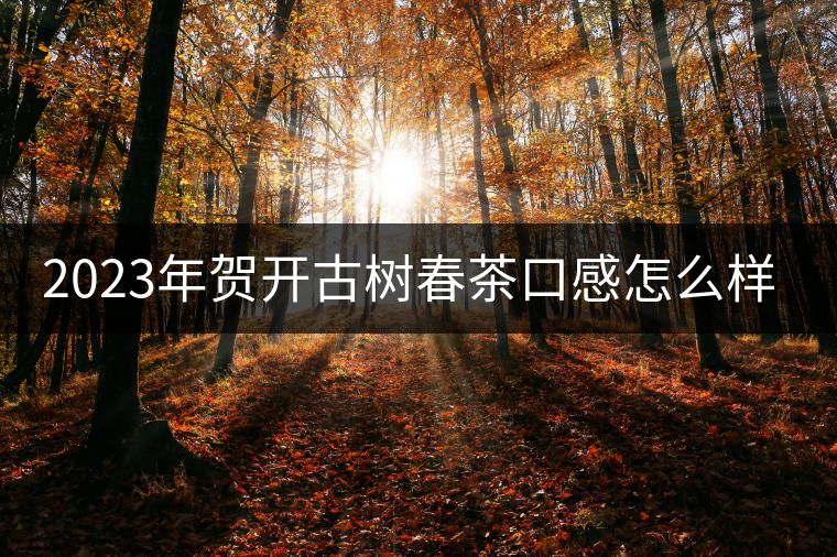 2023年賀開古樹春茶口感怎么樣？