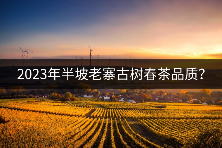 2023年半坡老寨古樹春茶品質(zhì)？