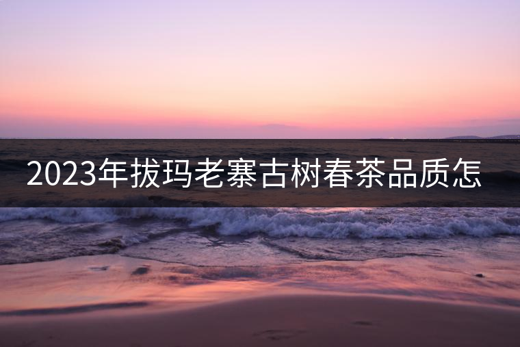 2023年拔瑪老寨古樹春茶品質(zhì)怎么樣？