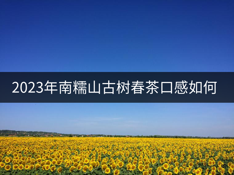 2023年南糯山古樹(shù)春茶口感如何？