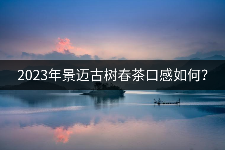 2023年景邁古樹春茶口感如何？