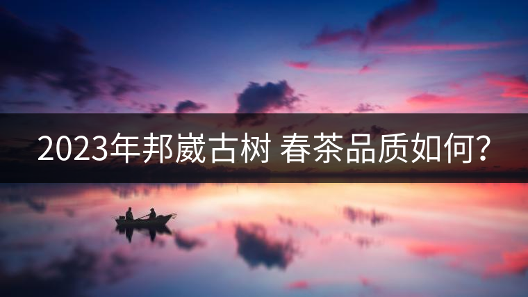 2023年邦崴古樹 春茶品質(zhì)如何？