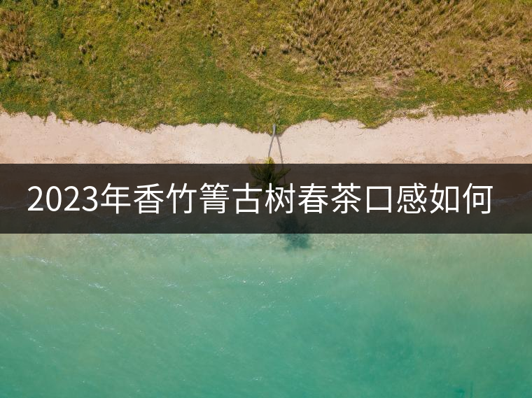 2023年香竹箐古樹春茶口感如何？