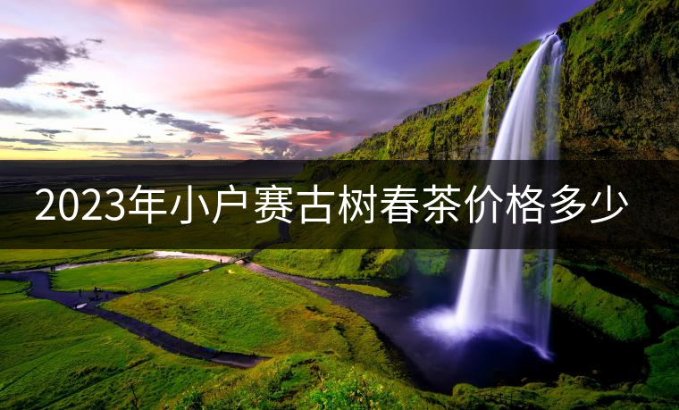 2023年小戶賽古樹春茶價格多少？