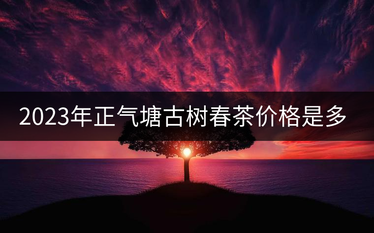 2023年正氣塘古樹春茶價(jià)格是多少?