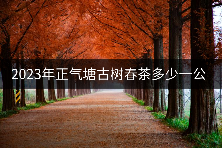 2023年正氣塘古樹(shù)春茶多少一公斤？