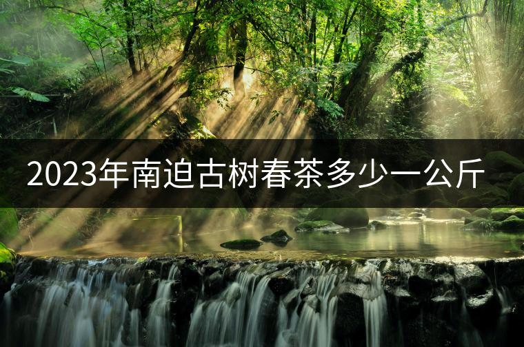 2023年南迫古樹(shù)春茶多少一公斤？