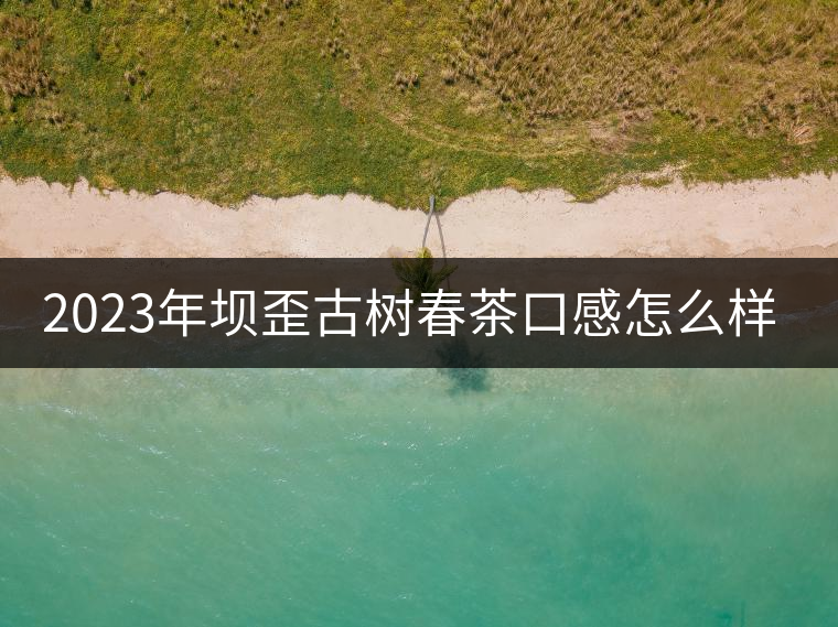 2023年壩歪古樹春茶口感怎么樣？