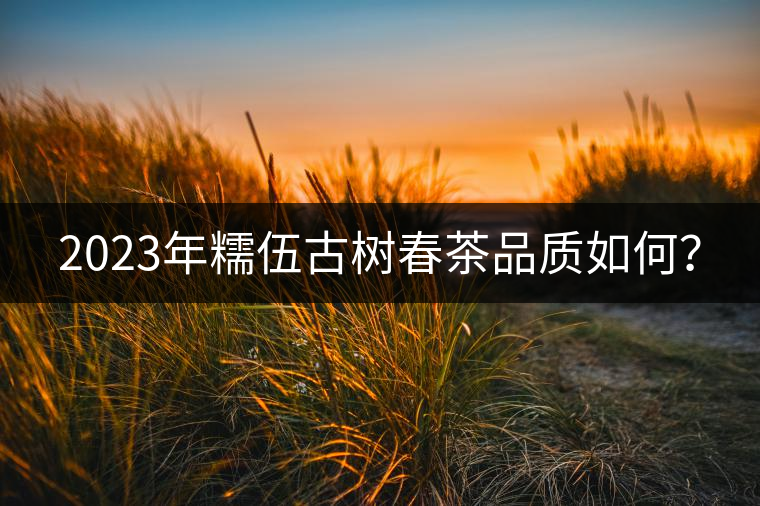 2023年糯伍古樹(shù)春茶品質(zhì)如何？