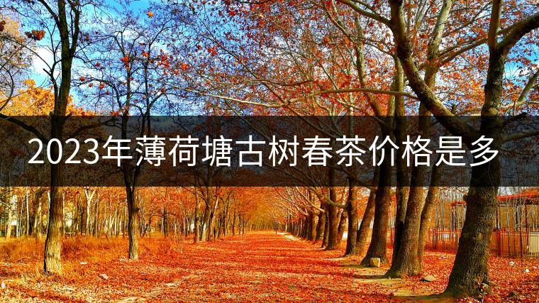 2023年薄荷塘古樹春茶價格是多少？