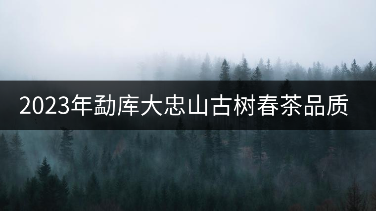 2023年勐庫(kù)大忠山古樹(shù)春茶品質(zhì)怎么樣？