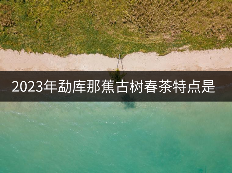 2023年勐庫那蕉古樹春茶特點是什么？