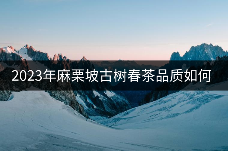 2023年麻栗坡古樹(shù)春茶品質(zhì)如何？