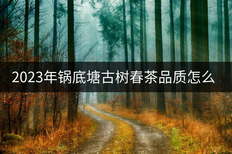 2023年鍋底塘古樹春茶品質(zhì)怎么樣？