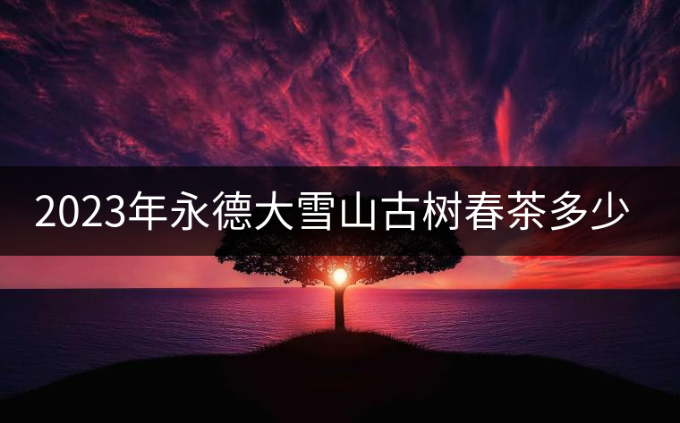 2023年永德大雪山古樹春茶多少一公斤? 2023年永德大雪山古樹春茶多少一公斤?