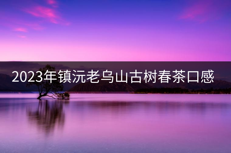 2023年鎮(zhèn)沅老烏山古樹春茶口感怎么樣？