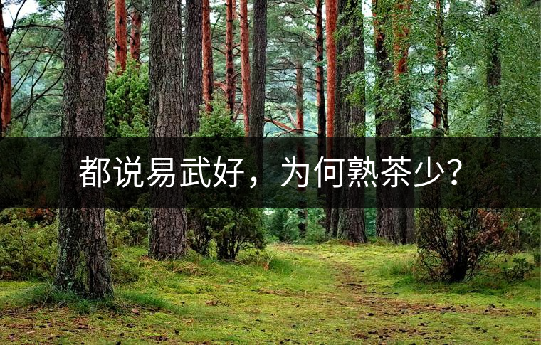都說易武好，為何熟茶少？