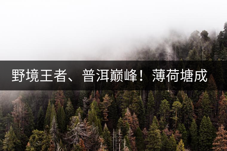 野境王者、普洱巔峰！薄荷塘成為普洱無(wú)冕之王的十大原因