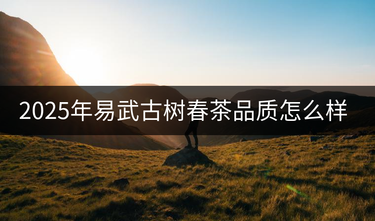 2025年易武古樹春茶品質(zhì)怎么樣？